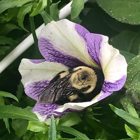 Meet your Posher, Hannah - Picture 1 of 1